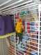 Conure