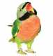 Mustached / Moustached Parakeet