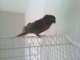 Conure