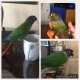 Conure