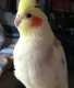 Cockatiel