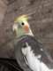 Cockatiel