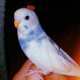 Parakeet