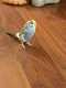 Parakeet