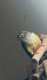 Conure