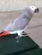 African Grey