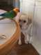 Conure