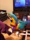 Macaw