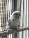 Budgerigar