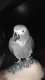 African Grey