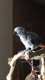 African Grey