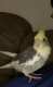 Cockatiel