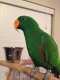 Eclectus