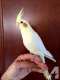 Cockatiel