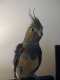 Cockatiel