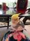 Cockatiel