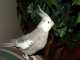 Cockatiel
