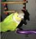 Conure