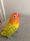 Lovebird