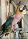 Macaw
