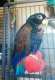 Pionus