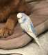 Parakeet