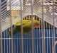 Lovebird