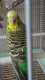Parakeet