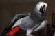 African Grey
