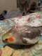 Cockatiel