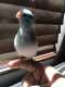 Parrotlet