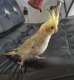 Cockatiel