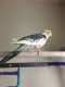 Cockatiel