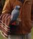 African Grey