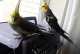 Cockatiel