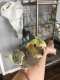 Cockatiel