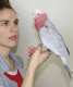 Galah Cockatoo