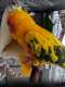 Conure