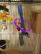 Lovebird