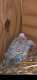 Parakeet