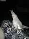 Cockatiel