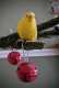 Parakeet