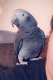 African Grey
