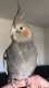 Cockatiel
