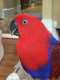Eclectus