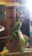 Alexandrine