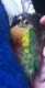 Conure
