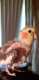 Cockatiel