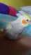Cockatiel
