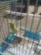 Parakeet